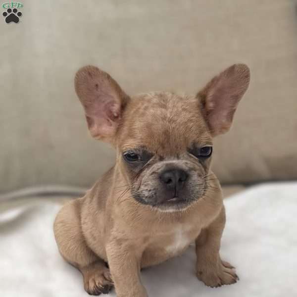 Wesley, French Bulldog Puppy
